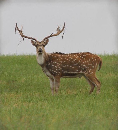 3S Whitetails' Exotic Hunting located in Eastern Texas